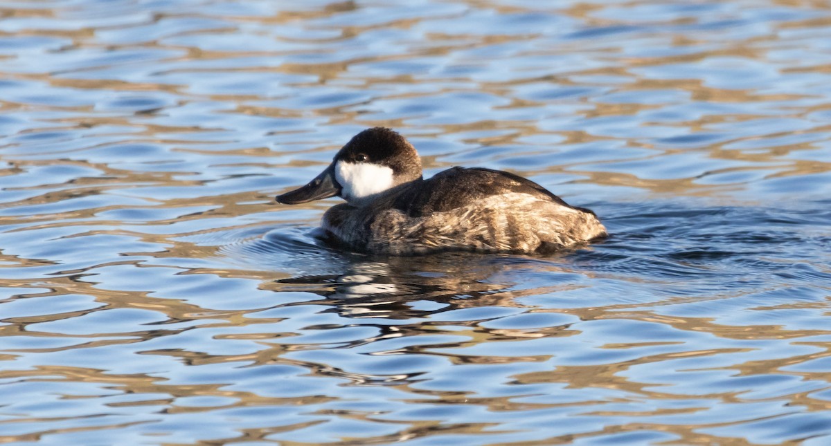 Савка американська - ML646880911