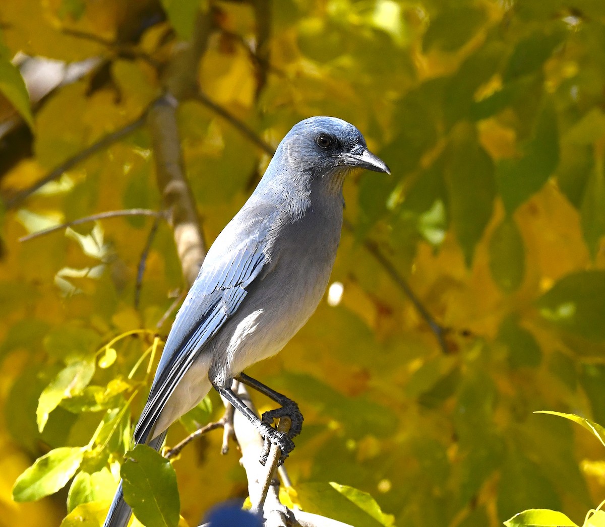 Mexican Jay (Arizona) - ML646880913