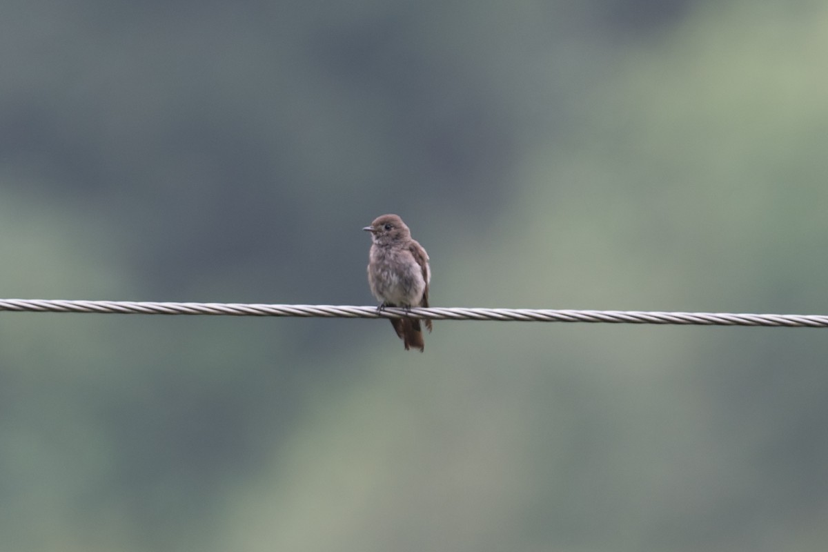 gråflankefluesnapper - ML646880916