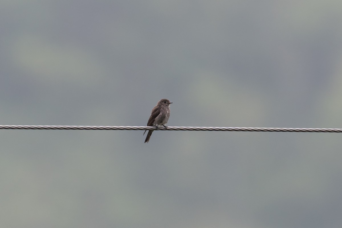 gråflankefluesnapper - ML646880917