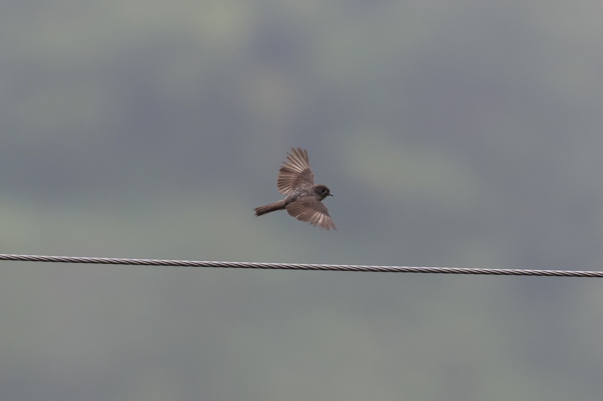 gråflankefluesnapper - ML646880918