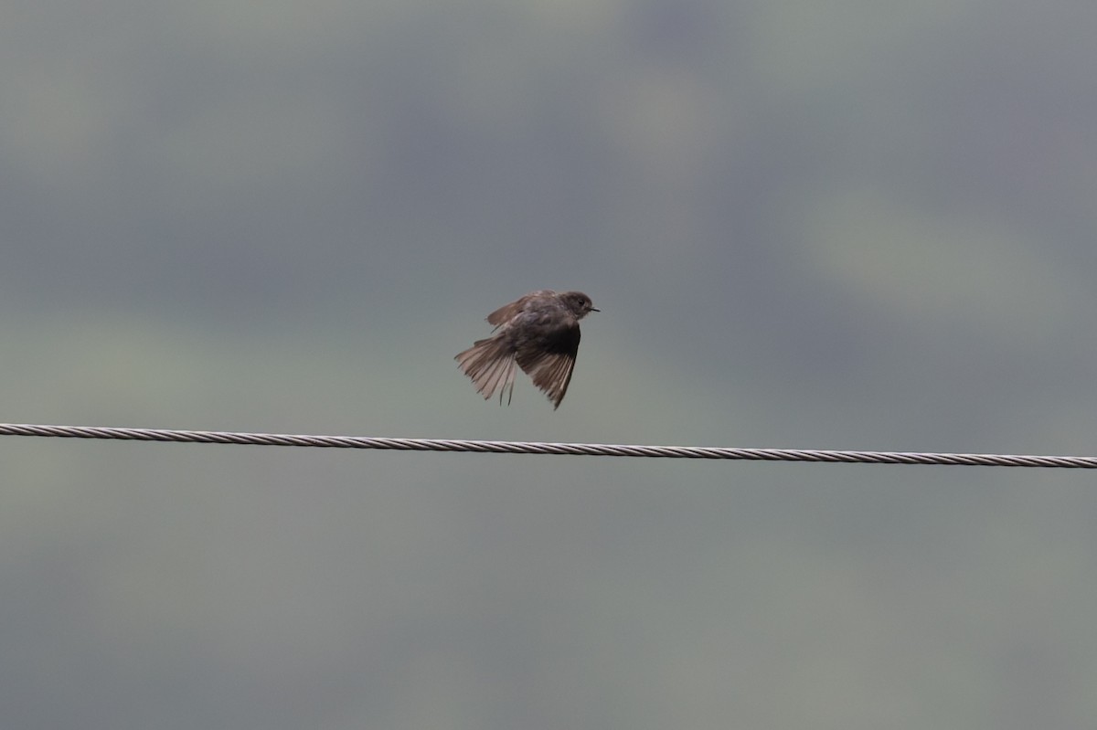 gråflankefluesnapper - ML646880919