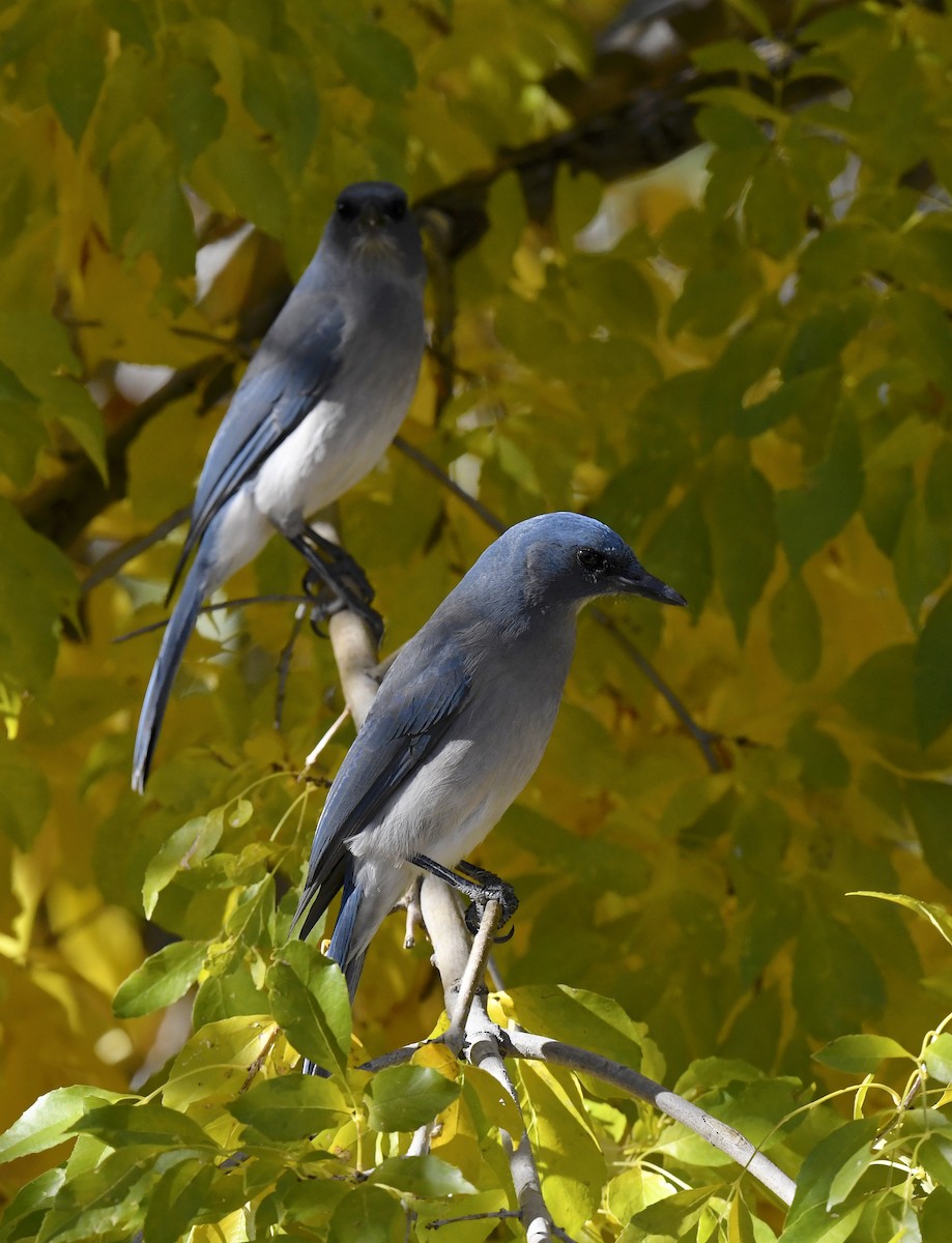 Mexican Jay (Arizona) - ML646880920