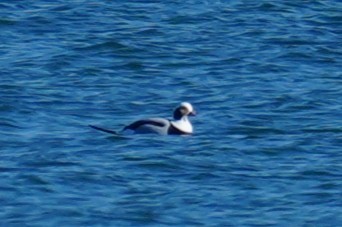 Морянка - ML646880924