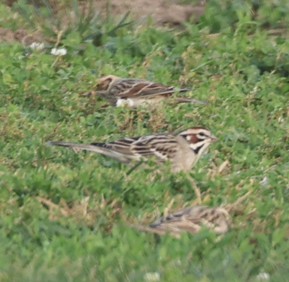 Подорожник лапландський - ML646880925