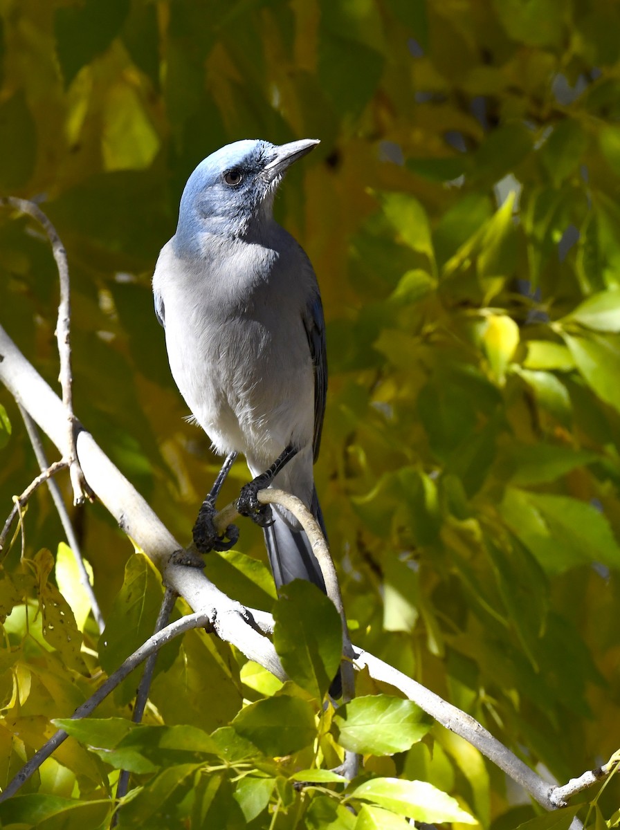 Mexican Jay (Arizona) - ML646880926