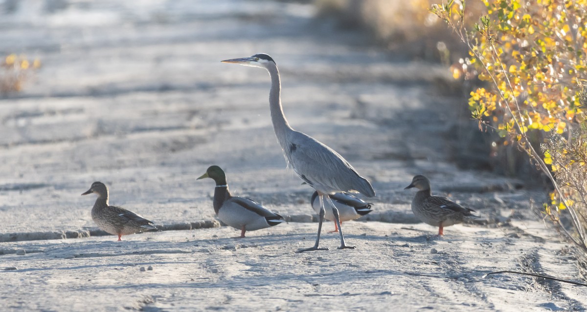 Great Blue Heron - ML646880927