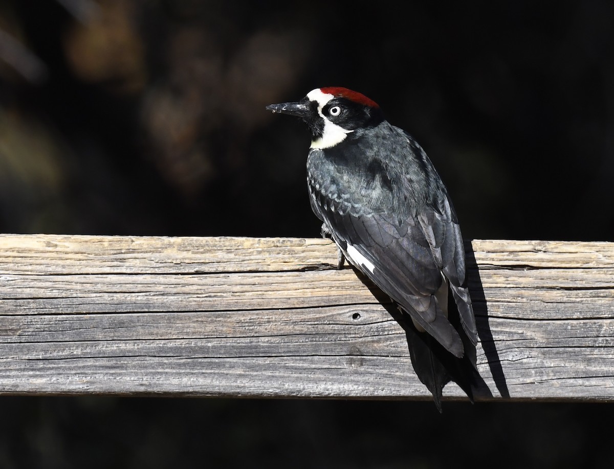 Acorn Woodpecker - ML646880940