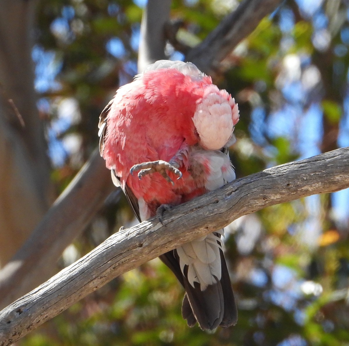Cacatoès rosalbin - ML646880943