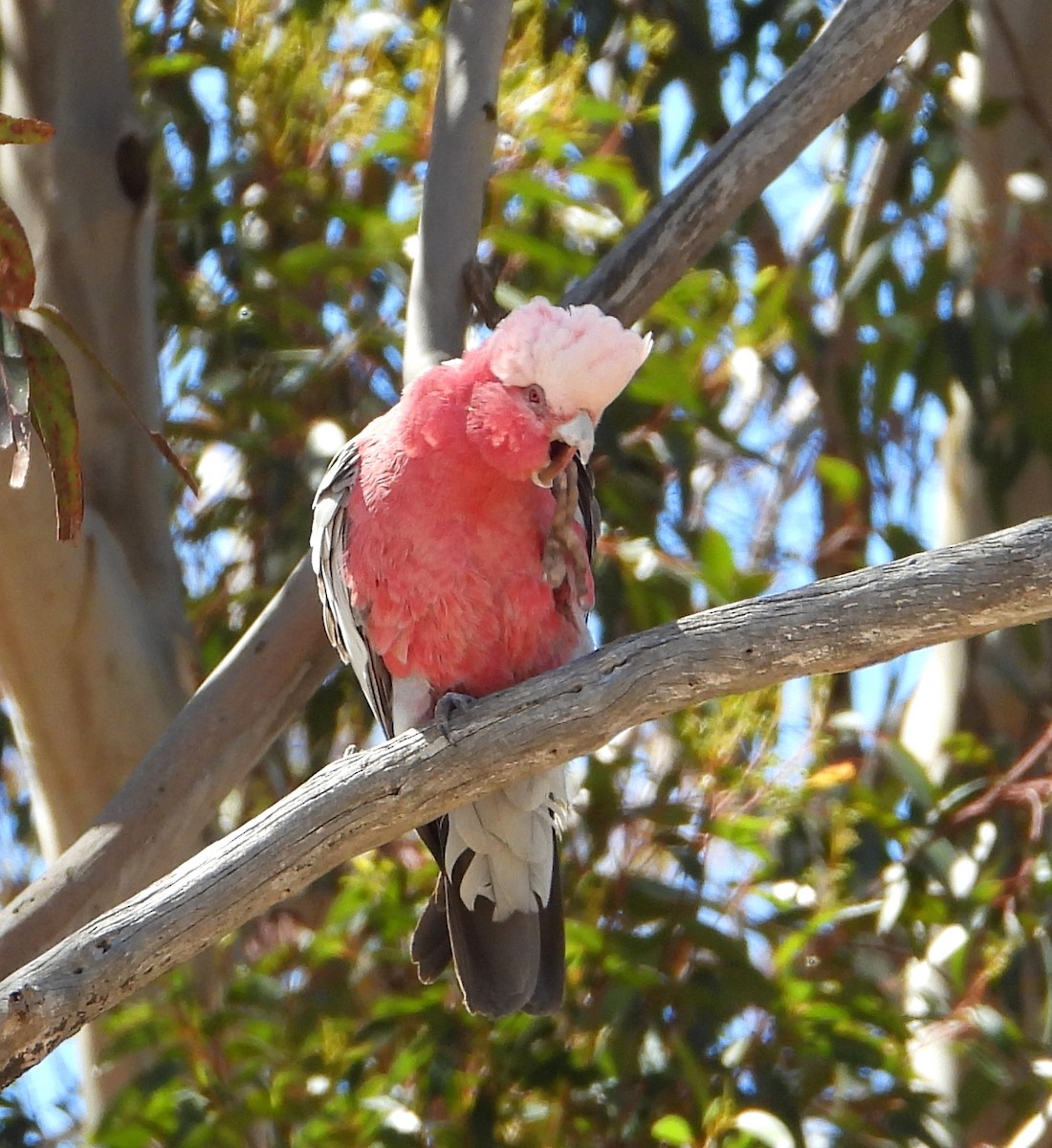 Cacatoès rosalbin - ML646880945