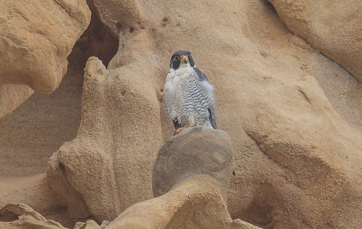 Peregrine Falcon - ML646880946