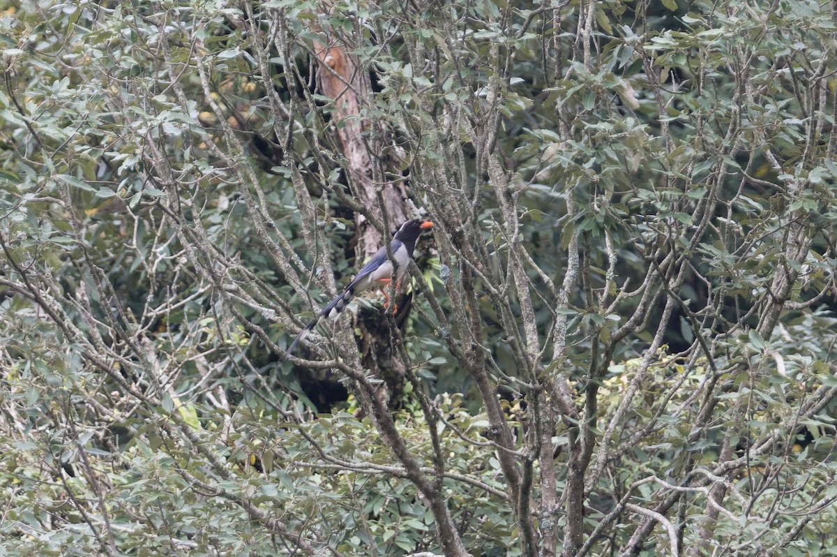 Red-billed Blue-Magpie - ML646880951