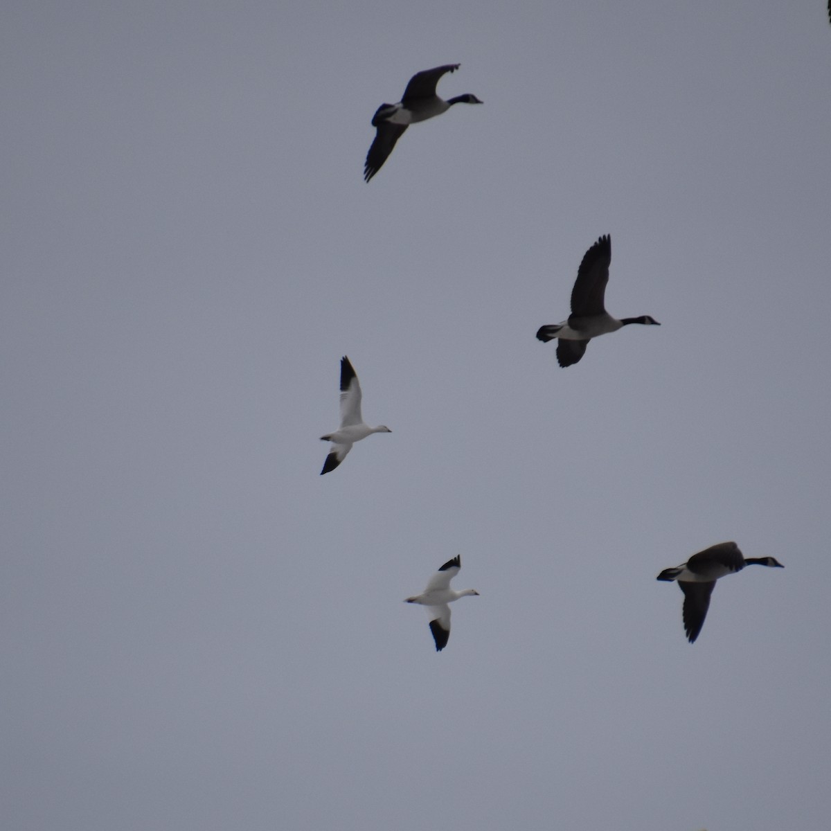 Ross's Goose - ML646880952