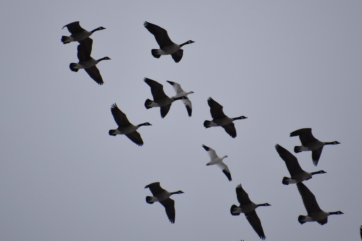 Ross's Goose - ML646880953