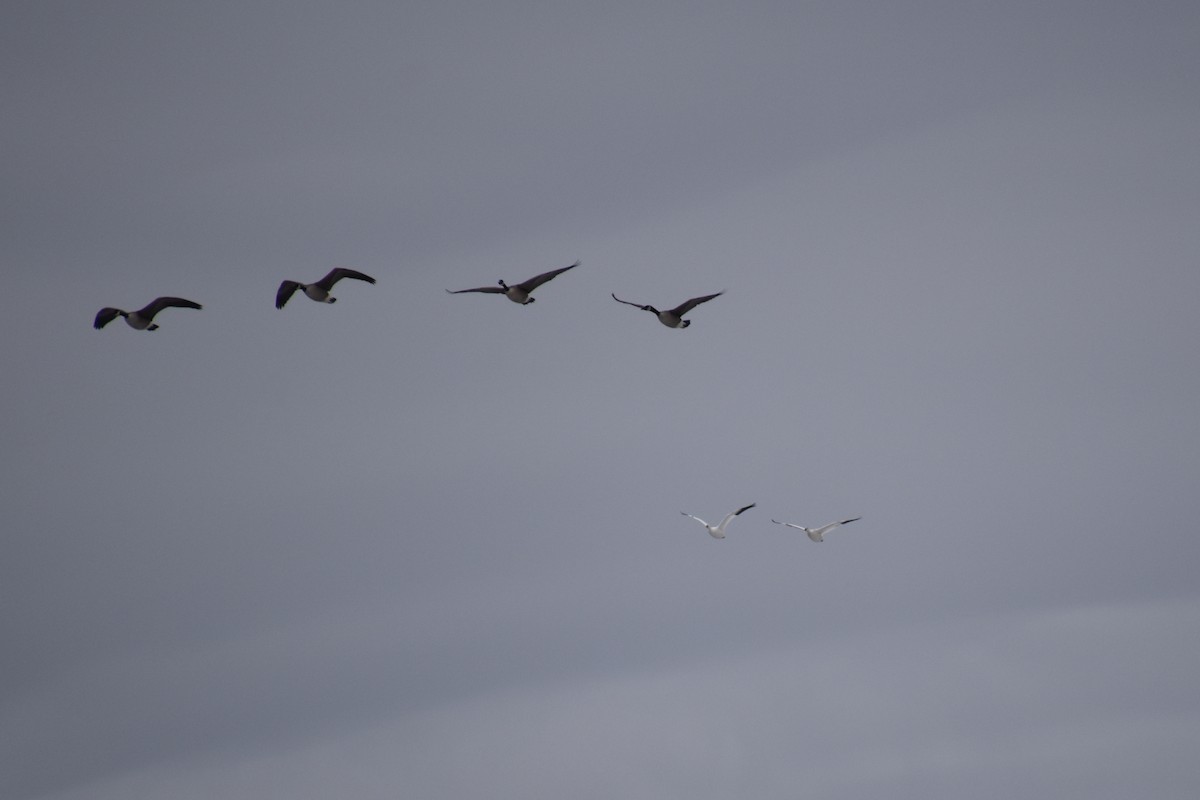 Ross's Goose - ML646880954