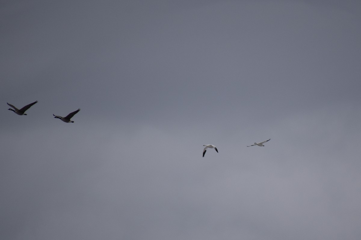 Ross's Goose - ML646880955