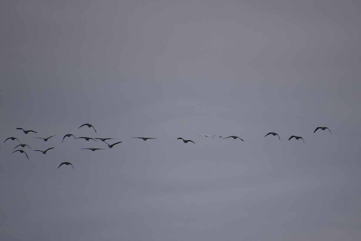 Ross's Goose - ML646880956