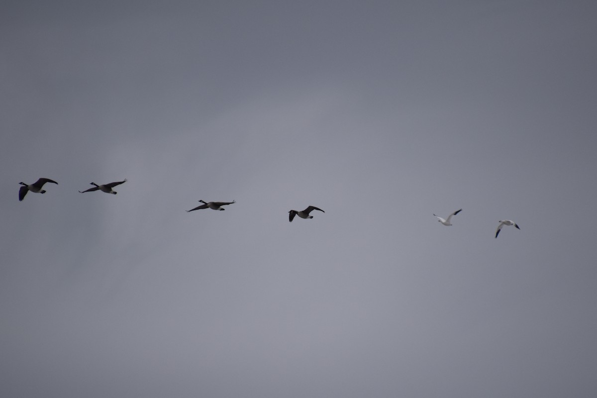 Ross's Goose - ML646880957