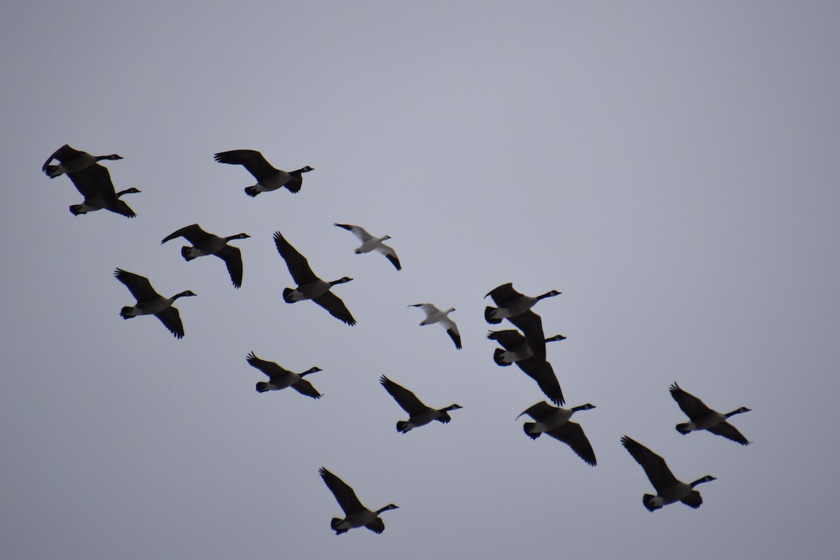 Ross's Goose - ML646880958