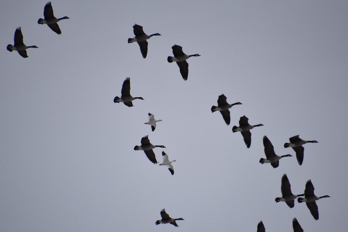 Ross's Goose - ML646880959