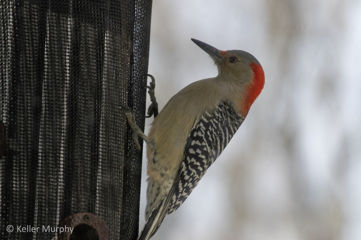 Red-bellied Woodpecker - ML646880960