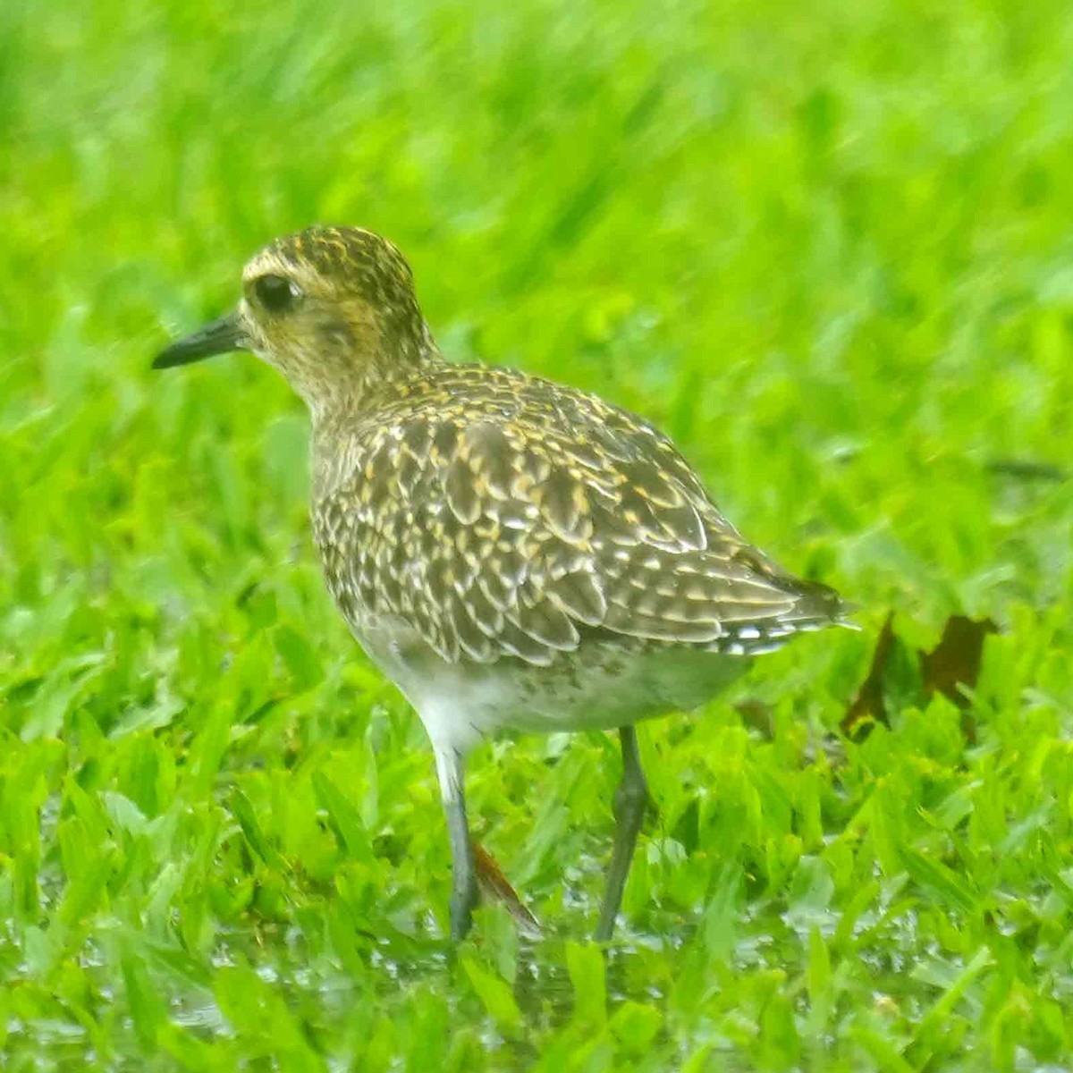Pacific Golden-Plover - ML646880962