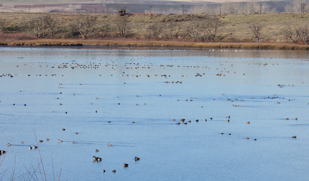 コハクチョウ - ML646880969