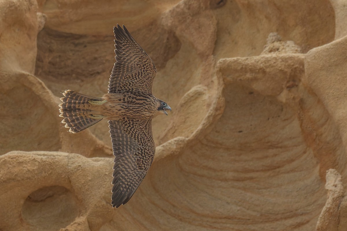 Peregrine Falcon - ML646880970