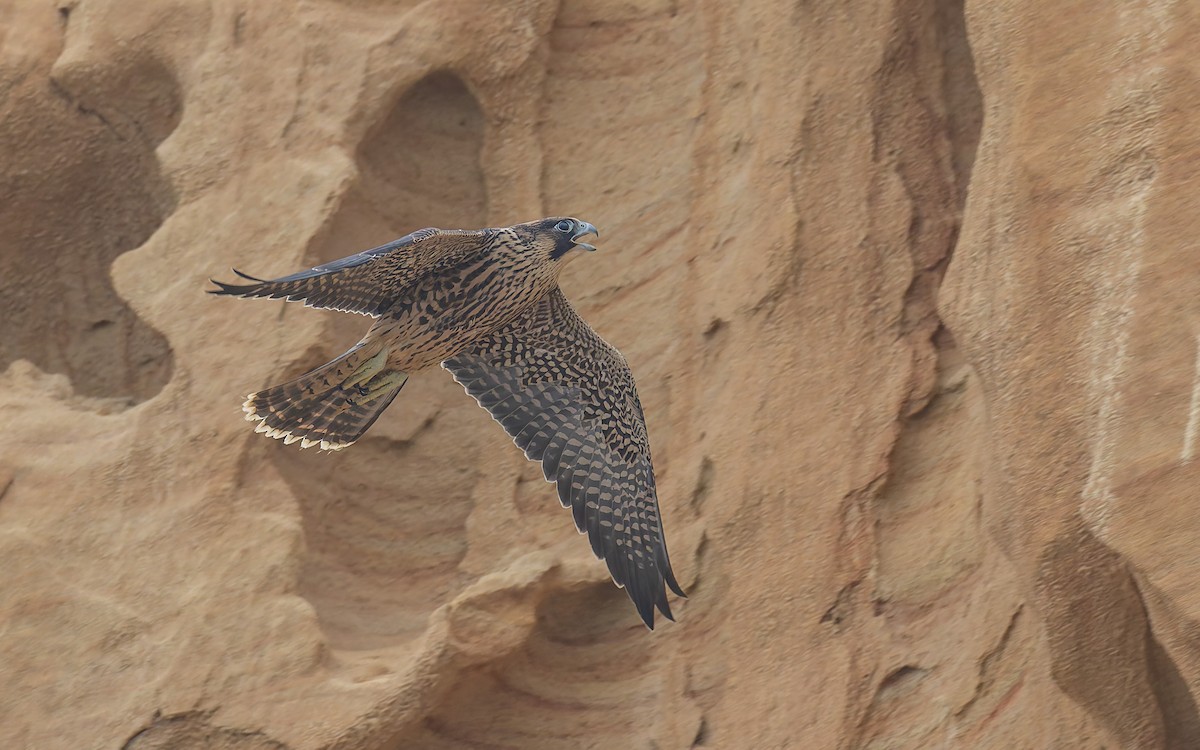 Peregrine Falcon - ML646880973