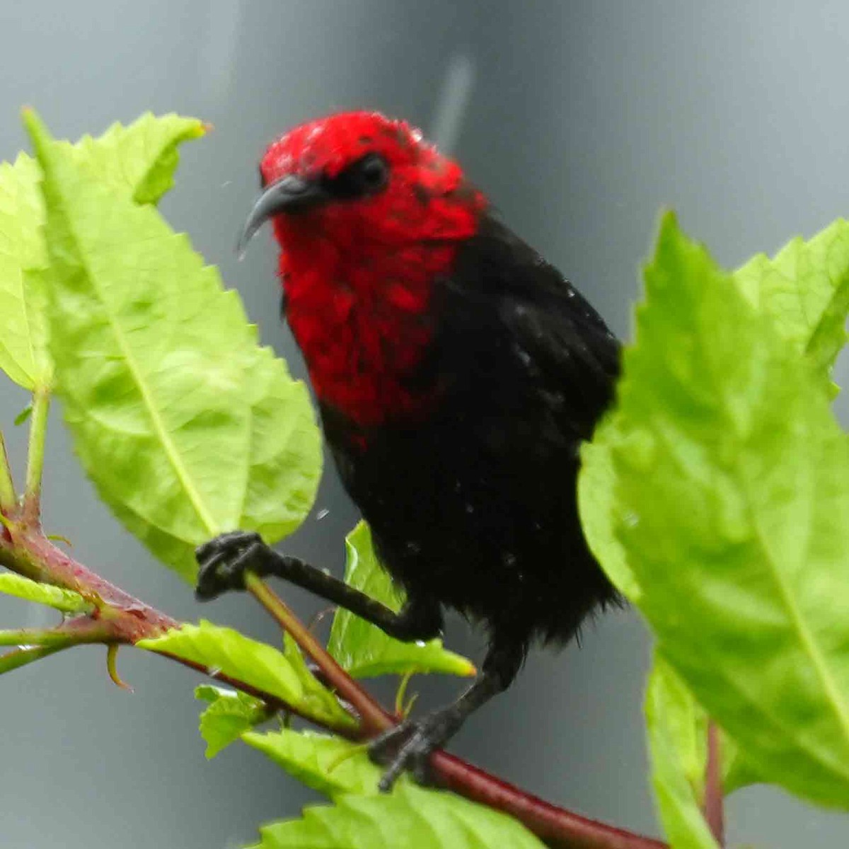 Samoan Myzomela - ML646880974