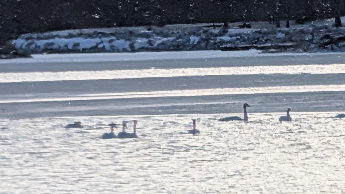 Trumpeter Swan - ML646880975