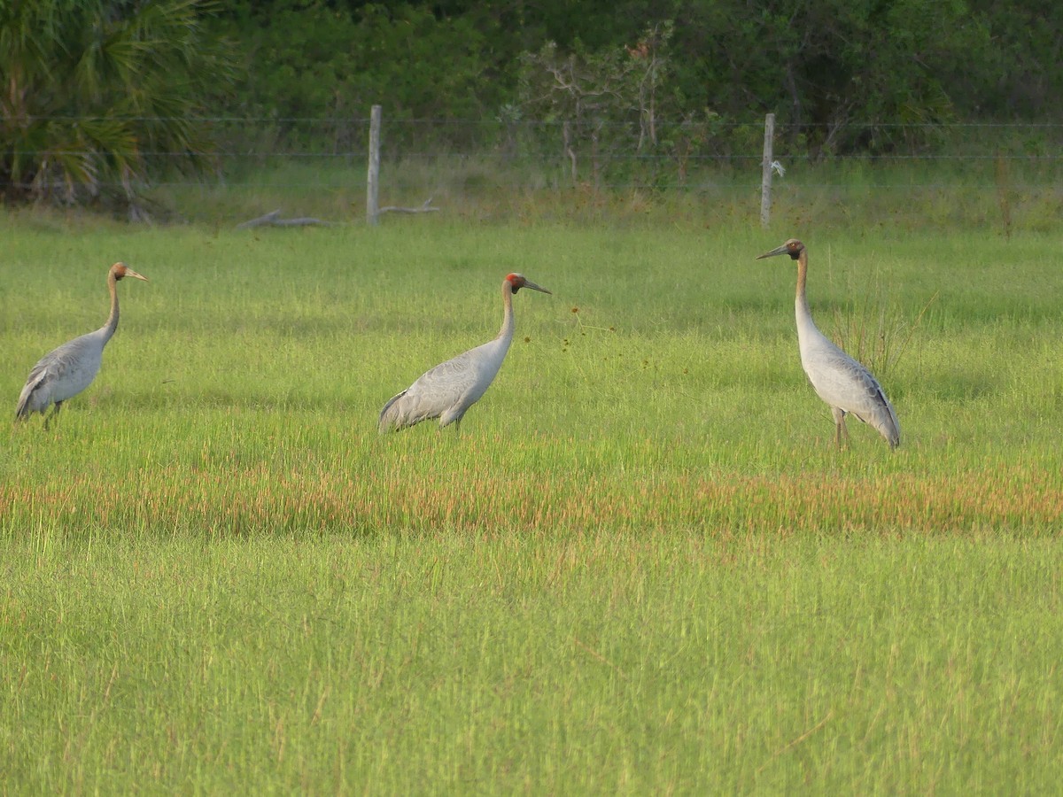 Brolga kurriloa - ML646880976