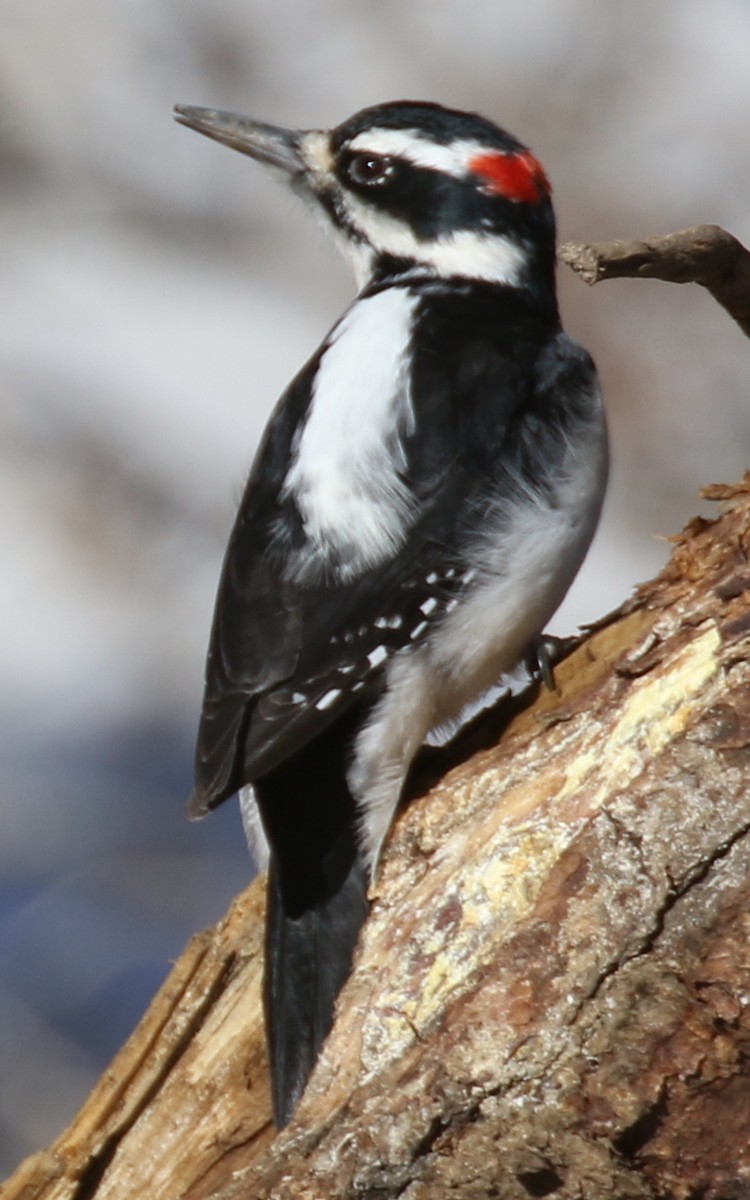 Hairy Woodpecker - ML646880981