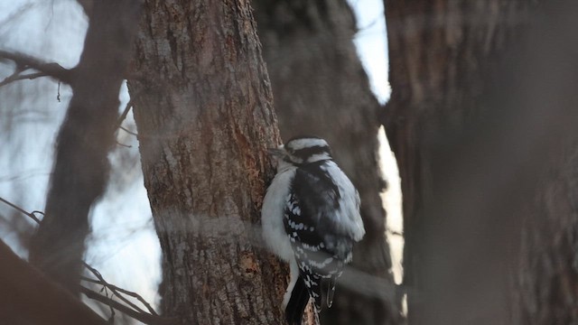 Downy Woodpecker - ML646880985