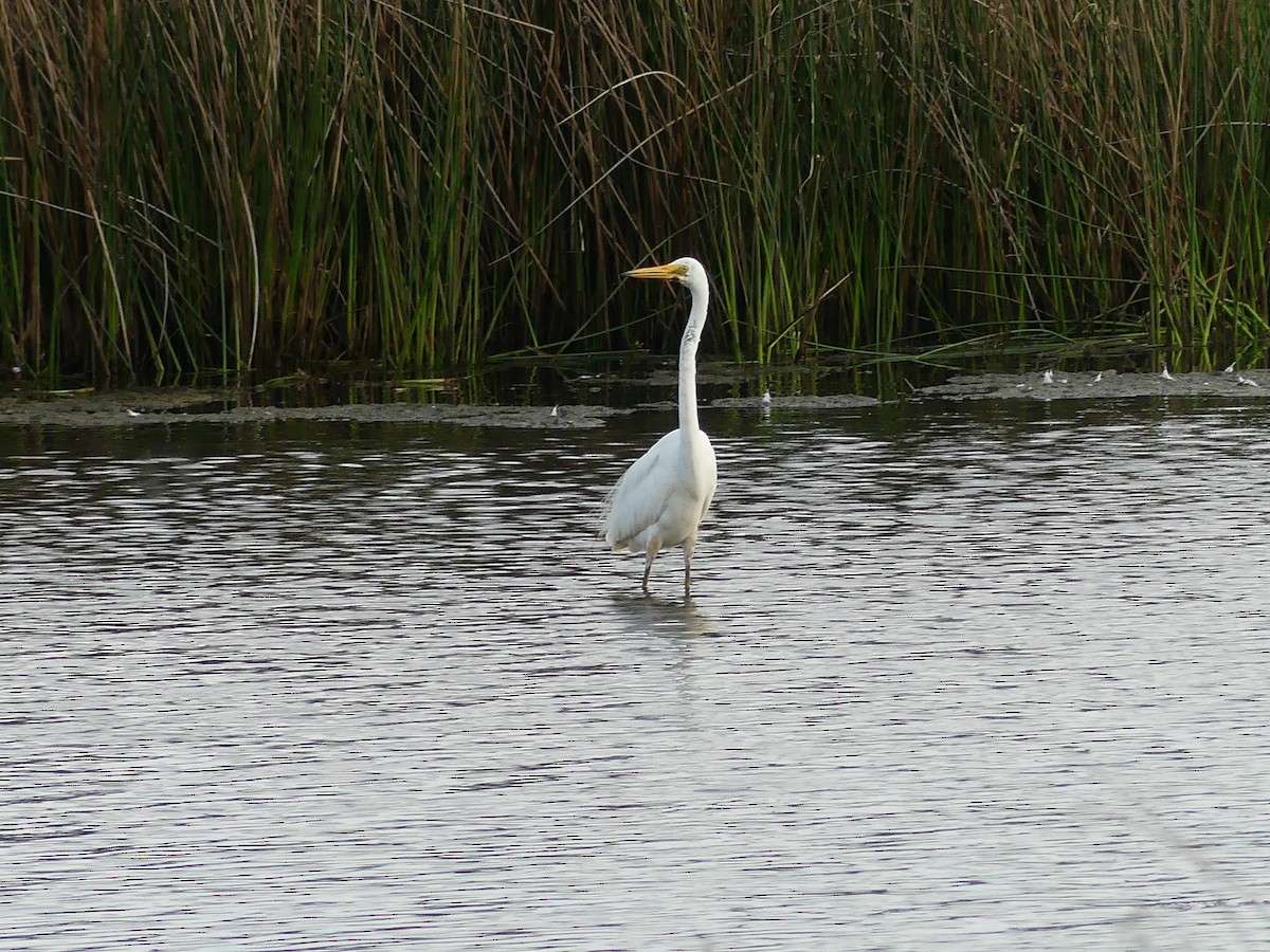 Great Egret - ML646880988