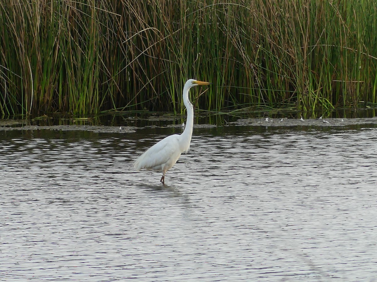 Great Egret - ML646880989