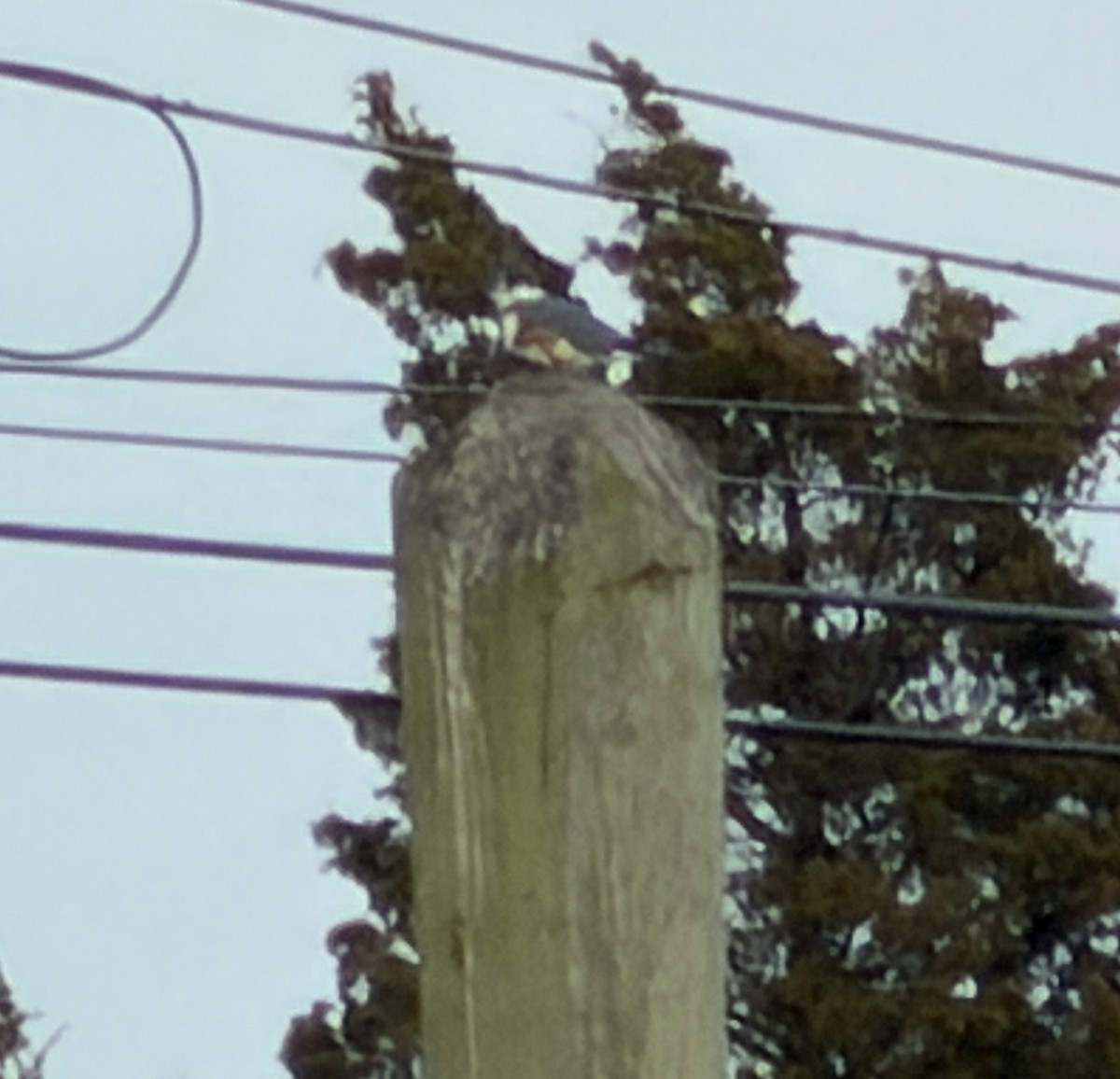 rybařík pruhoprsý - ML646880994