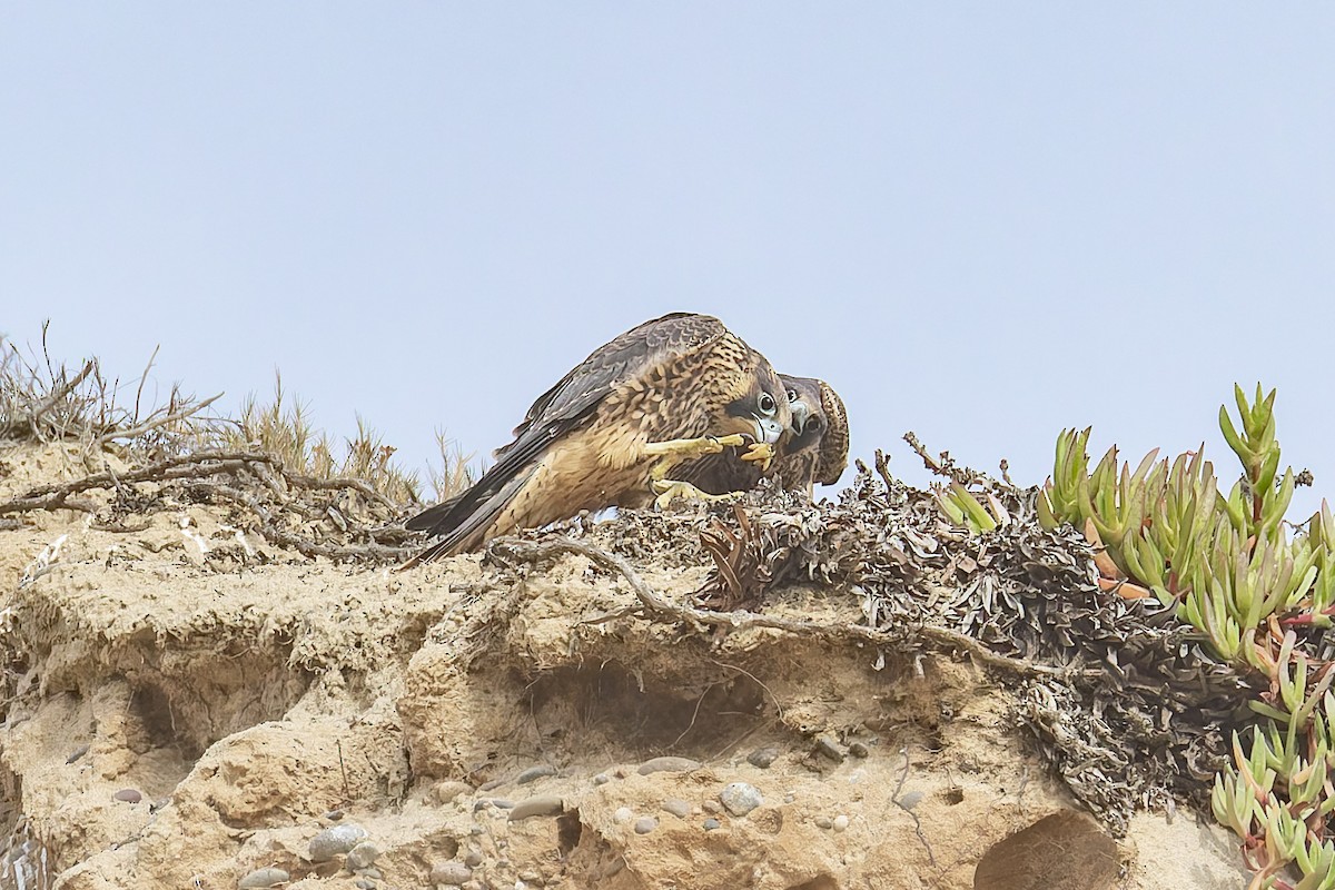 Peregrine Falcon - ML646880998