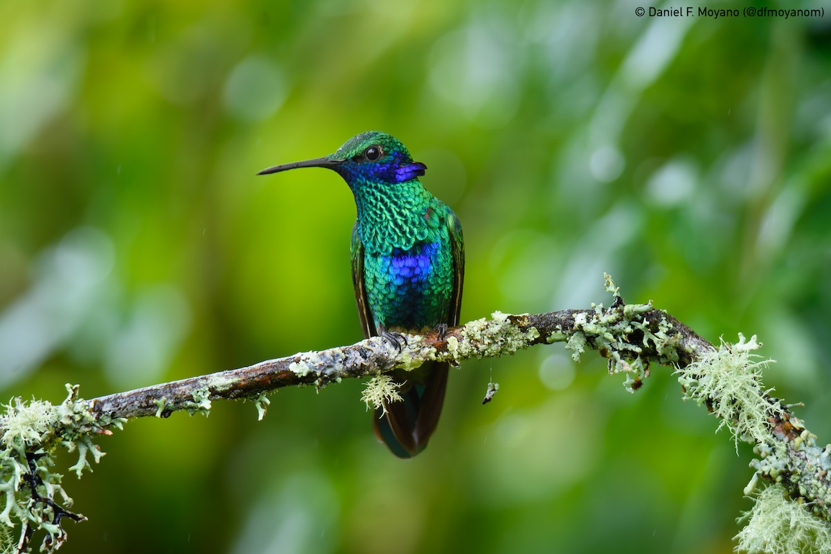 fiolørekolibri - ML646881000