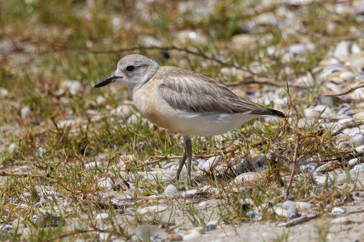 Маорийский зуёк (aquilonius) - ML646881002