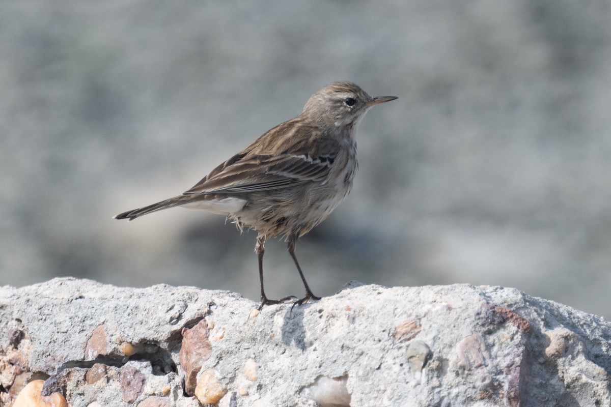 Water Pipit - ML646881003