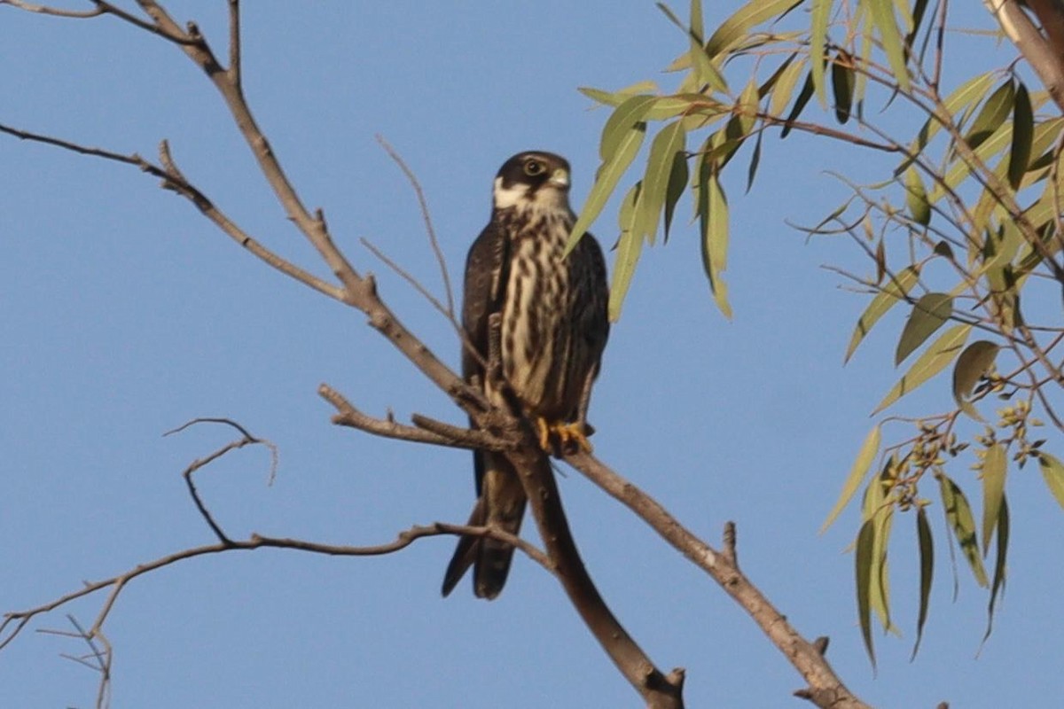 燕隼 - ML646881004