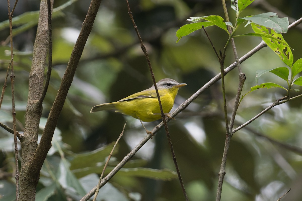 budníček šedohlavý - ML646881005