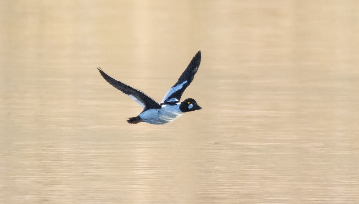 Common Goldeneye - ML646881006