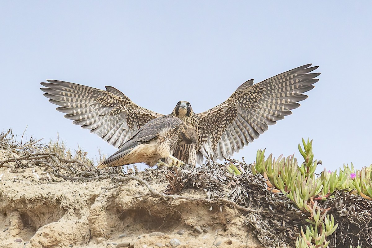 Peregrine Falcon - ML646881008