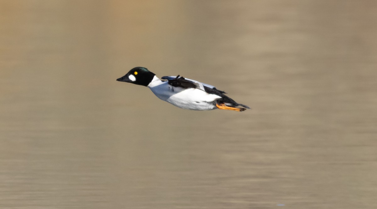 Common Goldeneye - ML646881010
