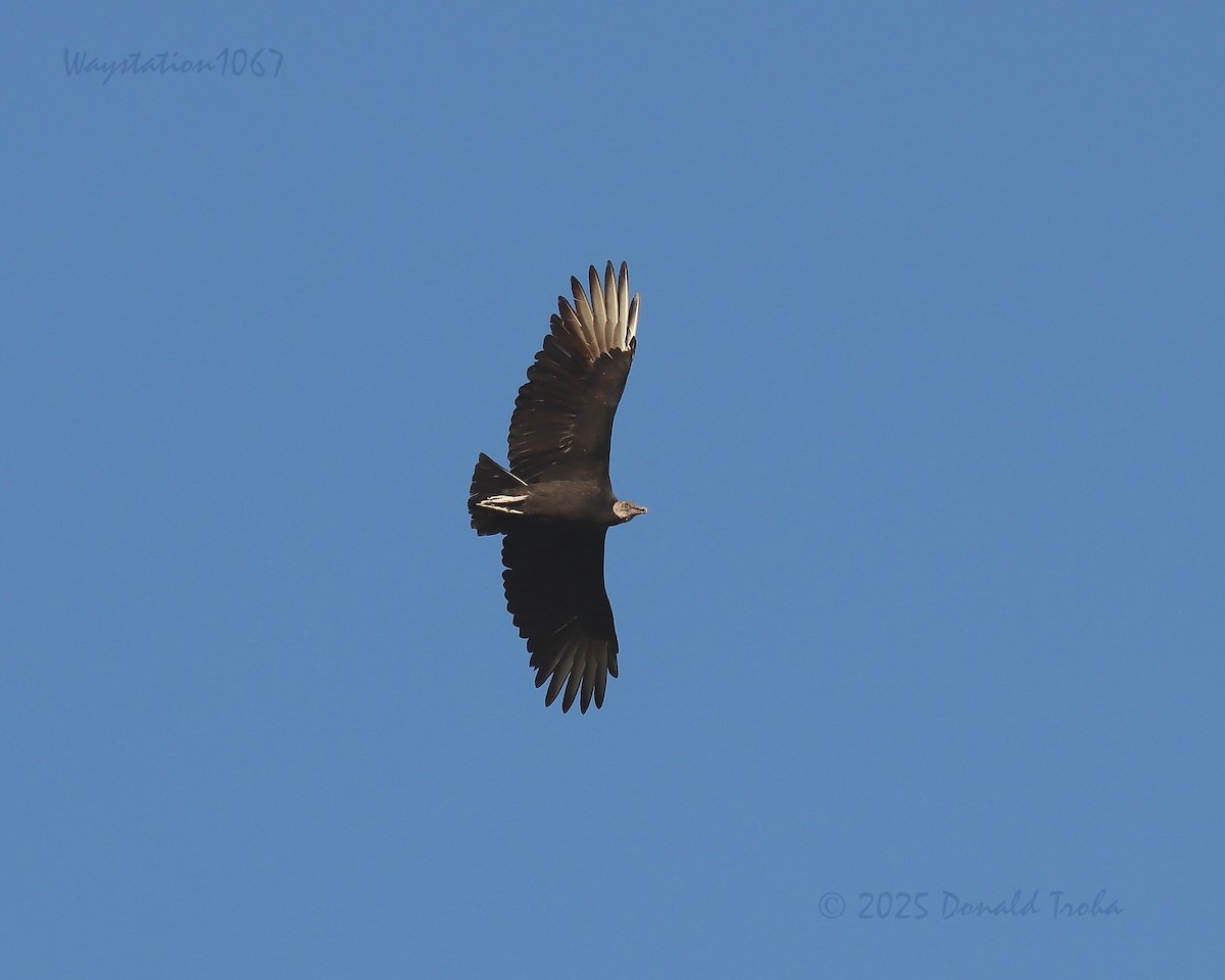 Black Vulture - ML646881013