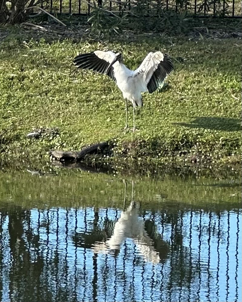 Tantale d'Amérique - ML646881015