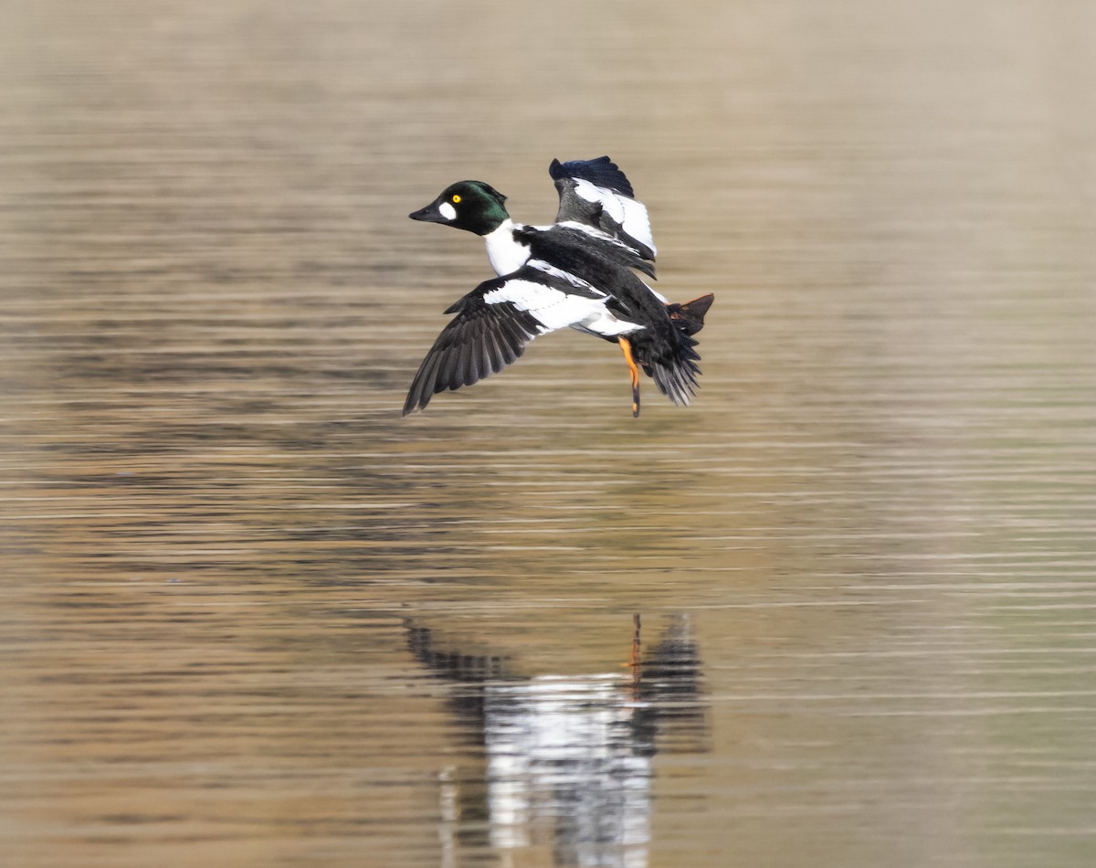 Common Goldeneye - ML646881016