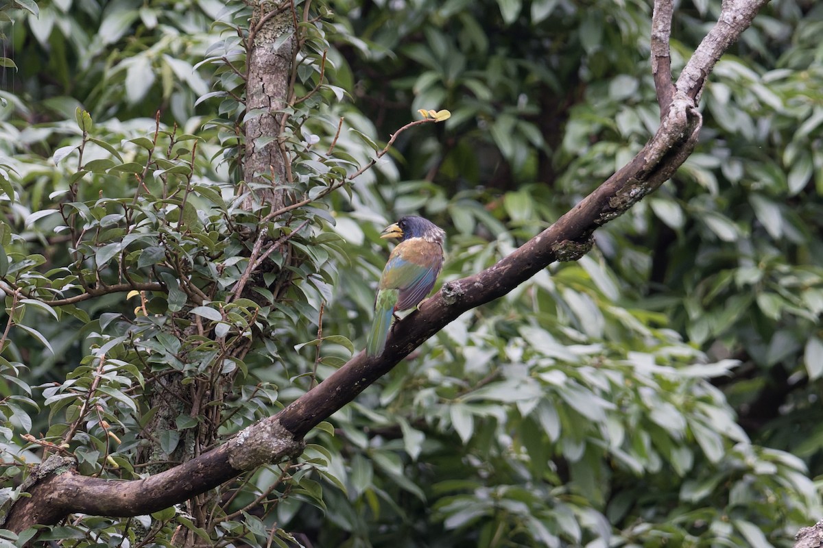 Great Barbet - ML646881022